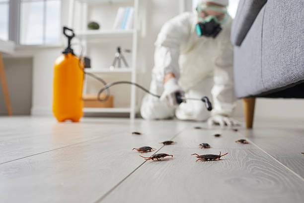 Post-Treatment Bed Bug Interceptor Monitoring in Little Cypress